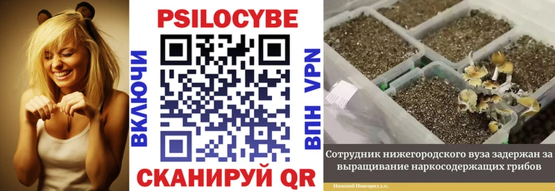 Псилоцибиновые грибы Psilocybine cubensis  Междуреченск 